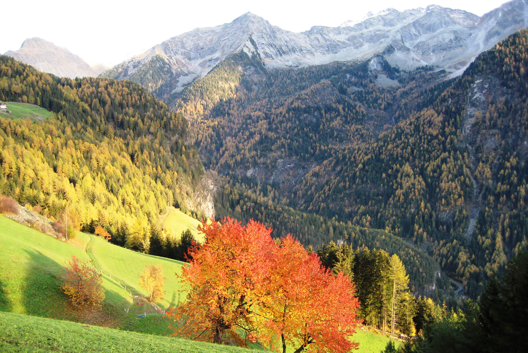 Colorful autumn trees on a grassy hill, with forested mountains in the background under a bright sky. - Residence Aichner