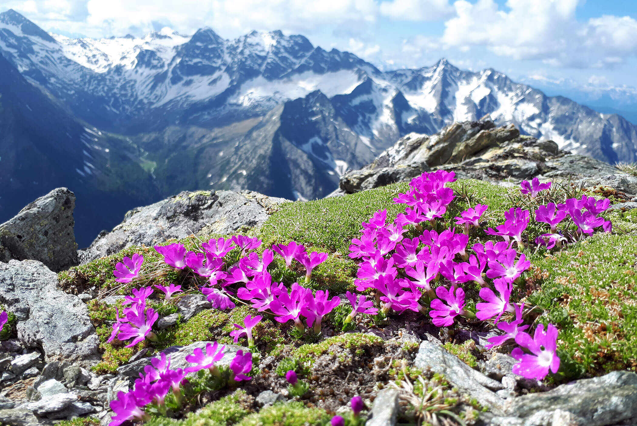 Bright pink alpine flowers grow on rocky ground with snowy mountains and blue sky in the background. - Residence Aichner