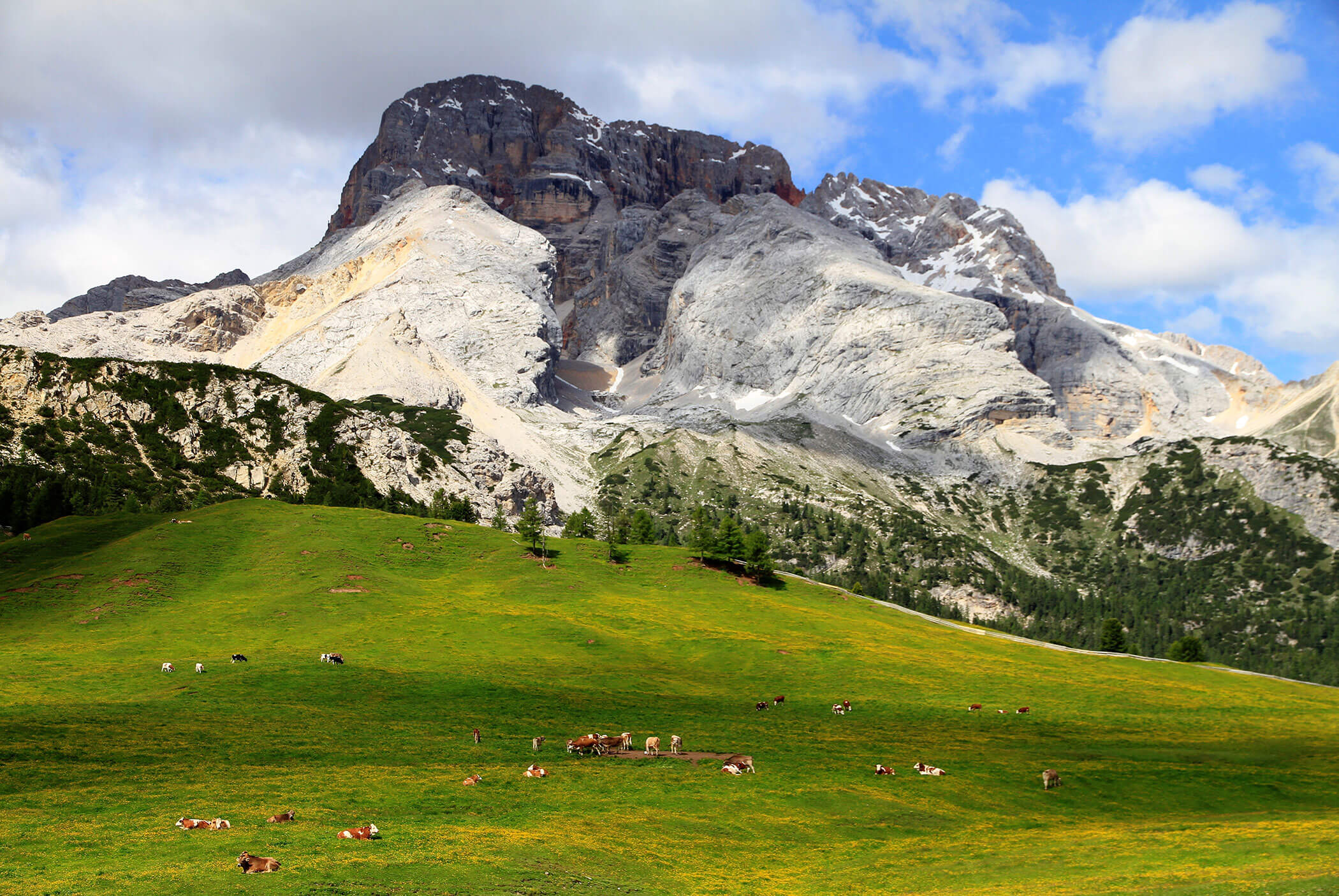 Cows graze on a green meadow with a rocky mountain and blue sky in the background. - Residence Aichner