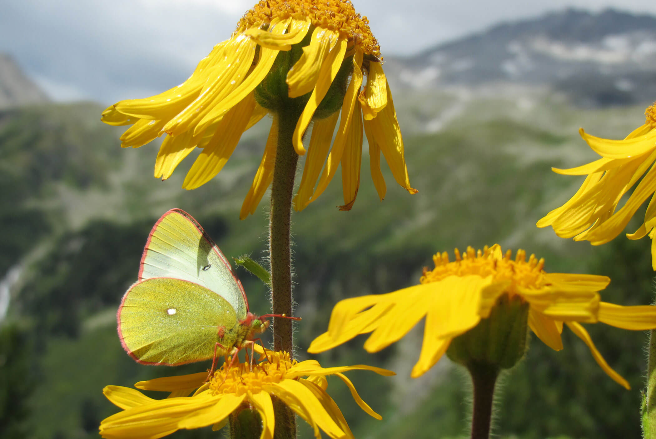 A pale yellow butterfly rests on a bright yellow flower, with mountains and greenery blurred in the background. - Residence Aichner