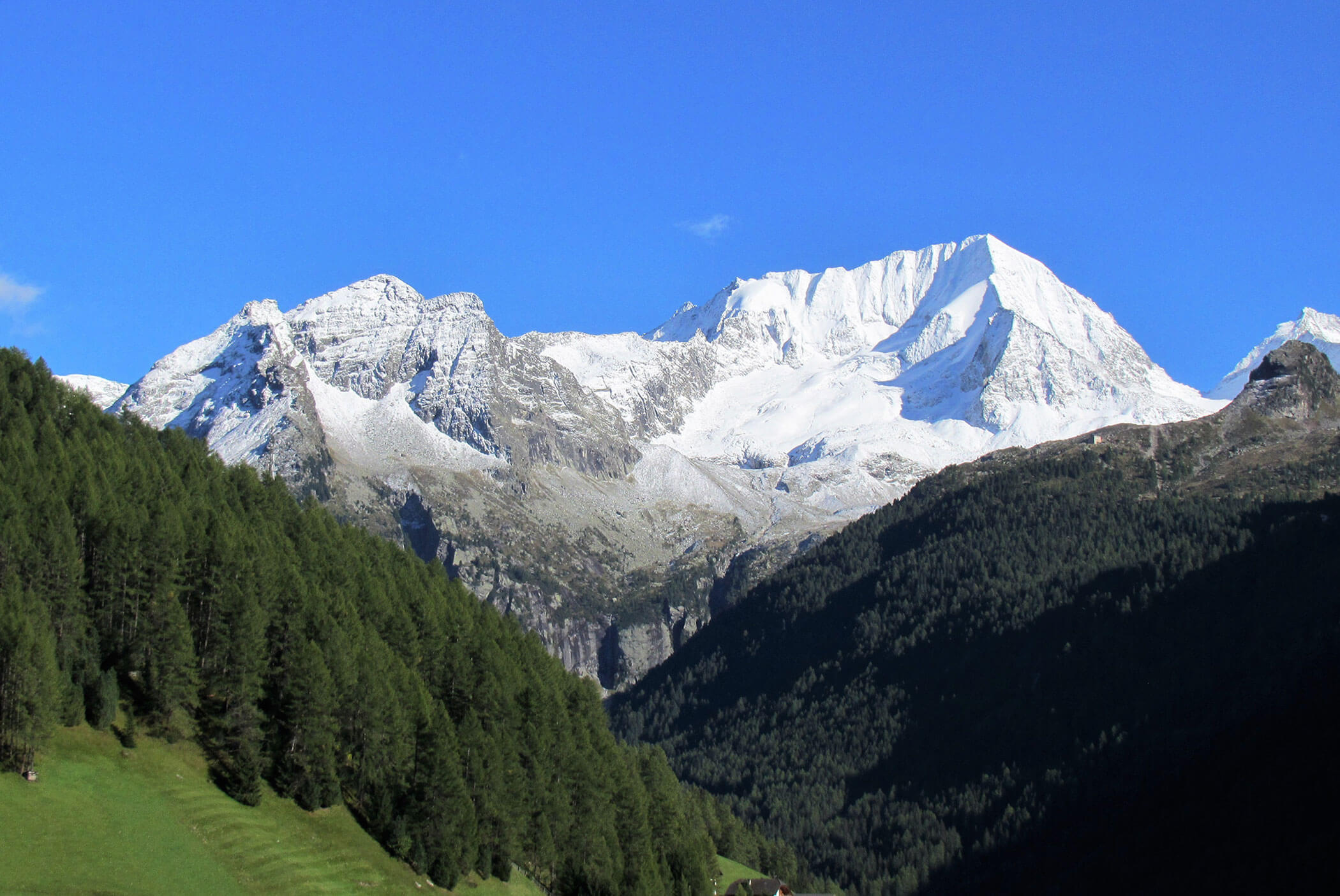 Snow-capped mountains under a clear blue sky, with green pine forests in the foreground. - Residence Aichner