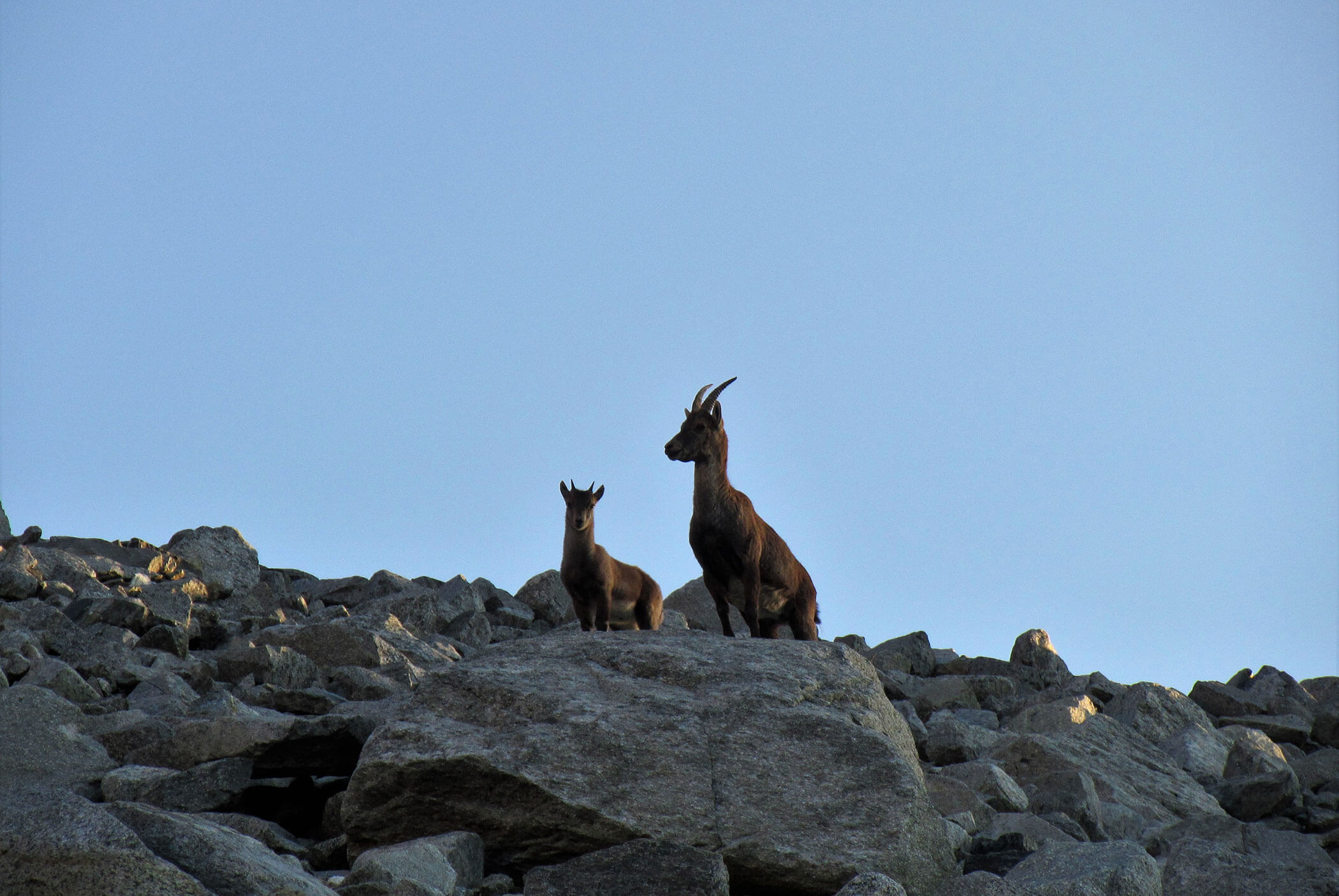 Two mountain goats stand on rocky terrain under a clear blue sky, looking into the distance. - Residence Aichner