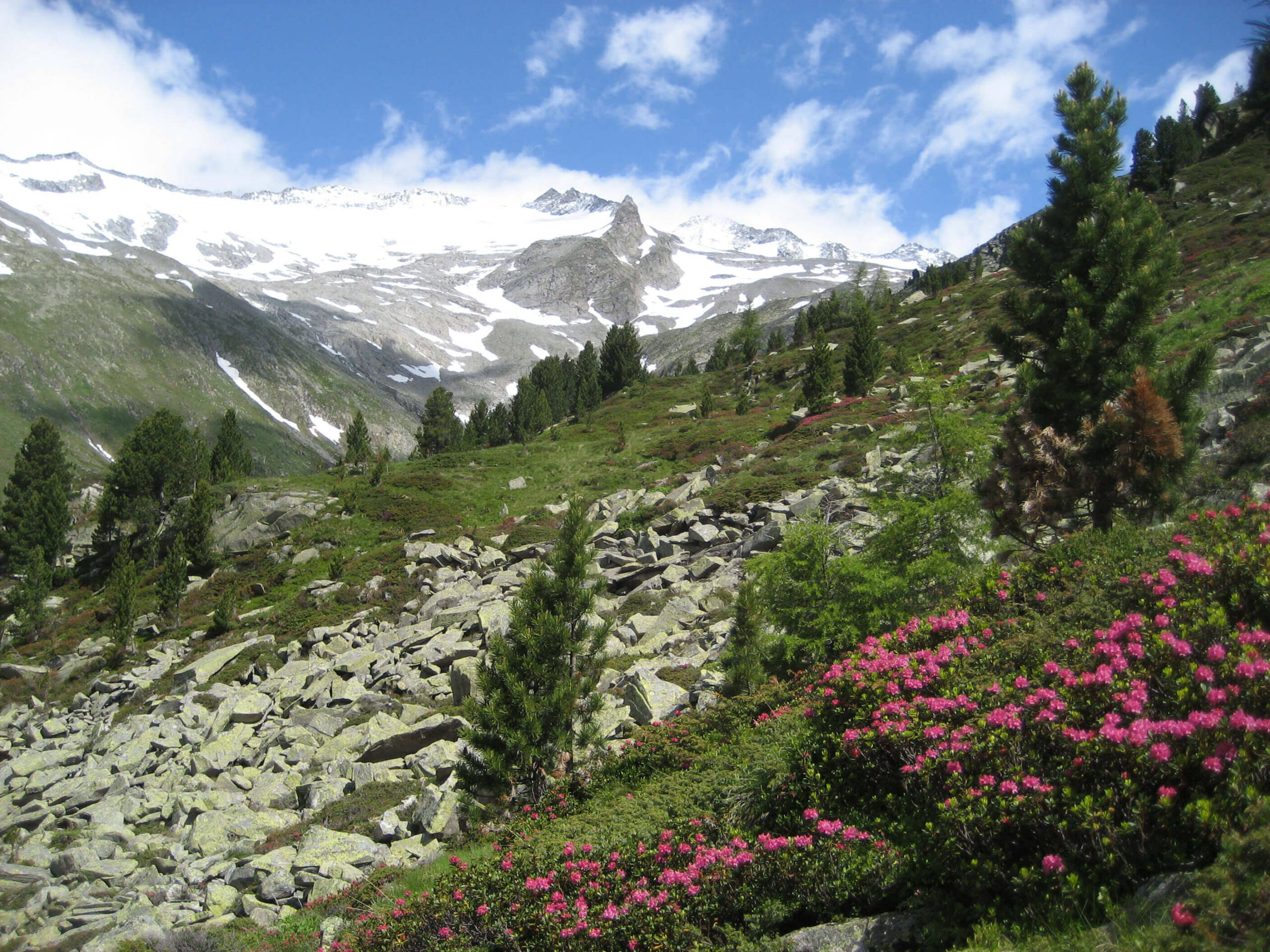 Snowy mountains, green pines, rocky slope, and pink flowers under a partly cloudy blue sky. - Residence Aichner
