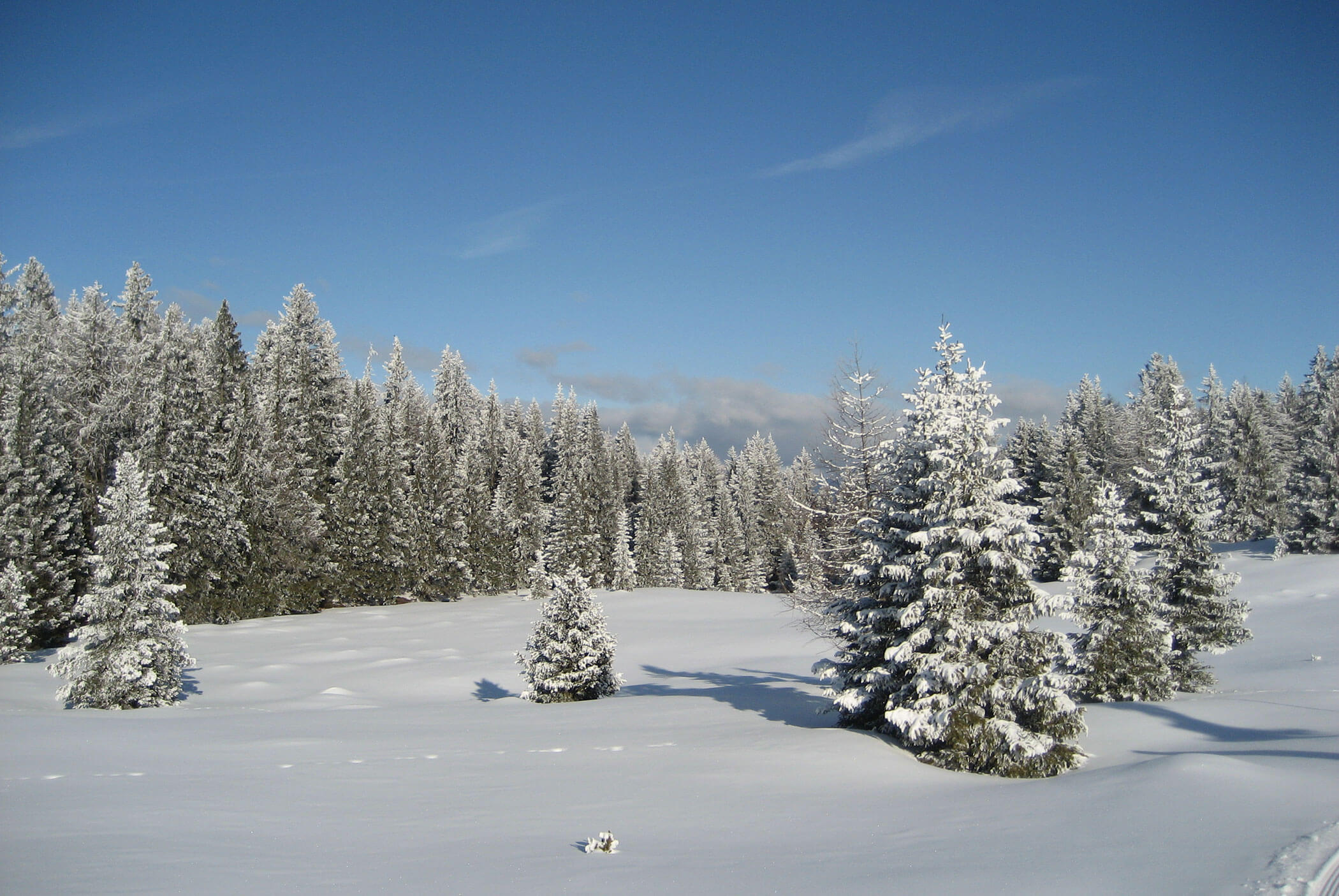 Snow-covered pine trees in a forest under a clear blue sky on a sunny winter day. - Residence Aichner